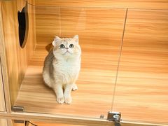 -猫十亿·布偶金渐层·曼基康矮脚猫舍(青年路店)