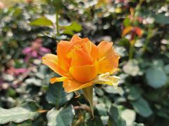 -人民公园(罗湖区)