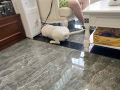 -宠爱国际动物医院· 猫科· 外科·中兽医(长白店)