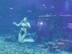-海棠湾洲际-涛·海底餐厅·美人鱼·自助餐·海底隧道