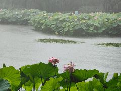 -陈家山荷花公园