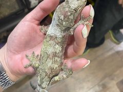 -酷以爬仙阁实体爬宠店·守宫·蜥蜴·专业繁育