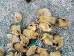 -前小桔亲子创意农场·草莓采摘·露营烧烤