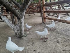-秀丽东方