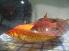 -万商花鸟市场