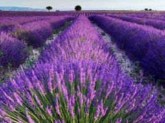 -乡村瓦缸(下吕浦店)