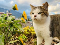 -喵屿·大理花园猫咖