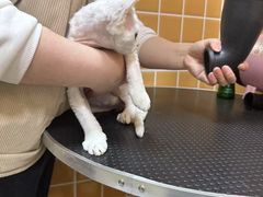 -70cat德文卷毛猫·缅因猫纯种猫舍