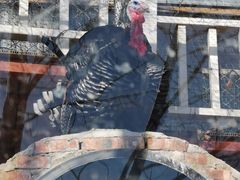 -北京鹿世界主题园