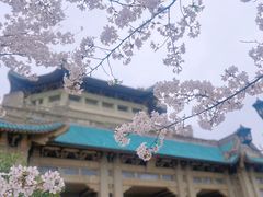 -武汉大学-樱园