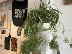 -参差咖啡(水果湖公园店)