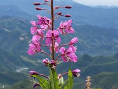 -白草畔自然风景区