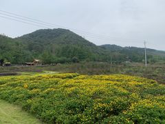 -千年银杏谷文化旅游区