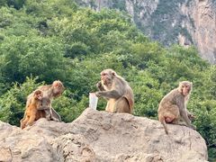 -云台山风景名胜区