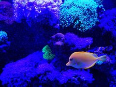 -漫步水族(金源珠宝古玩城店)