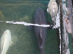 -蓝湾碧波·老字号·疍家非遗海上餐厅