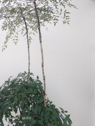 -HEYAN荷妍专业脱毛连锁机构