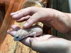 -帕帕拉兹宠物(亚洲旗舰店)