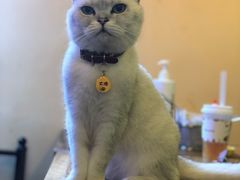 -李小姐の猫咖啡馆(五角场店)
