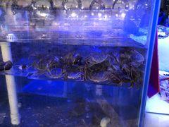 -小天鹅戴斯酒店鲸鲨百汇创作料理