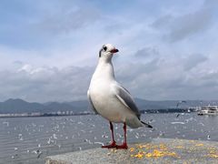 -海埂大坝