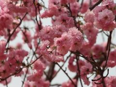 -天适樱花悠乐园