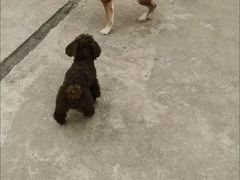 -波姐宠物家庭寄养