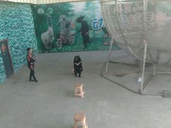 马戏表演-九皇山景区