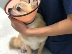 -佳雯宠物医院(金华南路分院)