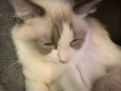 -猫小院猫主题餐厅(三里屯店)