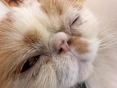 -共舞时光猫咖·狗咖(新街口店)