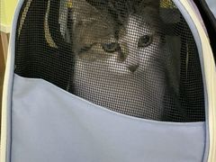 -瑞鹏宠物医院·宠保定点·心脏科·内科(御桥分院)