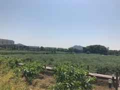 -田园东方蜜桃村的田野营地