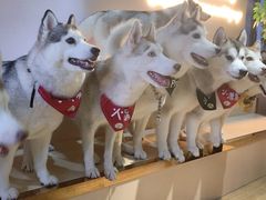 -Husky Go! 哈士奇体验馆·宠物咖啡厅狗咖