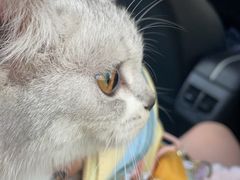 -伟伟宠物医院·CT影像中心·瑞派犬猫综合性门诊(汉口总院)