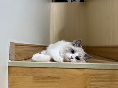 -lincat·猫舍(广州店)