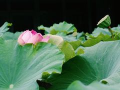 -陈家山荷花公园