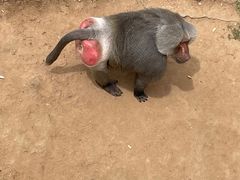 -西霞口神雕山野生动物世界