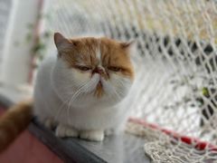 -喵屿·大理花园猫咖