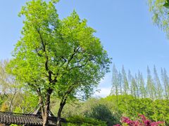 -上海醉白池公园