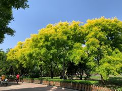 -莲花池公园