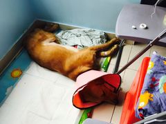 -瑞派福兴宠物医院犬猫全科·骨科·中西医结合(河东店)