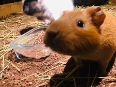 -藦茜花园宠物主题亲子互动体验馆(国顺东路店)