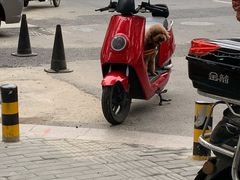 -阿男野栗王(金门路店)