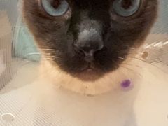 -宠爱国际动物医院·消化内科·心肾内科·ISFM猫友好(望京店)