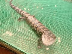 -上海大自然野生昆虫馆(东方明珠·爬宠昆虫探索中心)