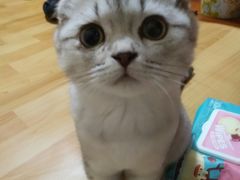 -宠爱多约克夏马尔济斯泰迪小型犬专卖