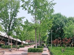 -大兴滨河森林公园