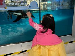 -帝企鹅自助餐厅•儿童岛•真企鹅(长隆企鹅酒店)