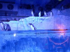 -芜湖新华联大白鲸海洋公园